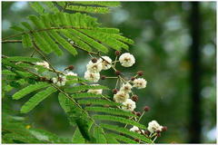 Acacia pennata